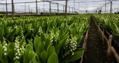 Muguet La Réunion