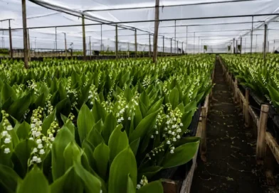 Muguet La Réunion
