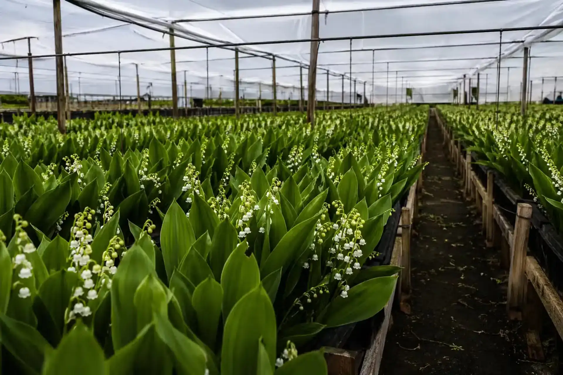 Muguet La Réunion