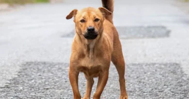 AMENDEMENT chiens errants