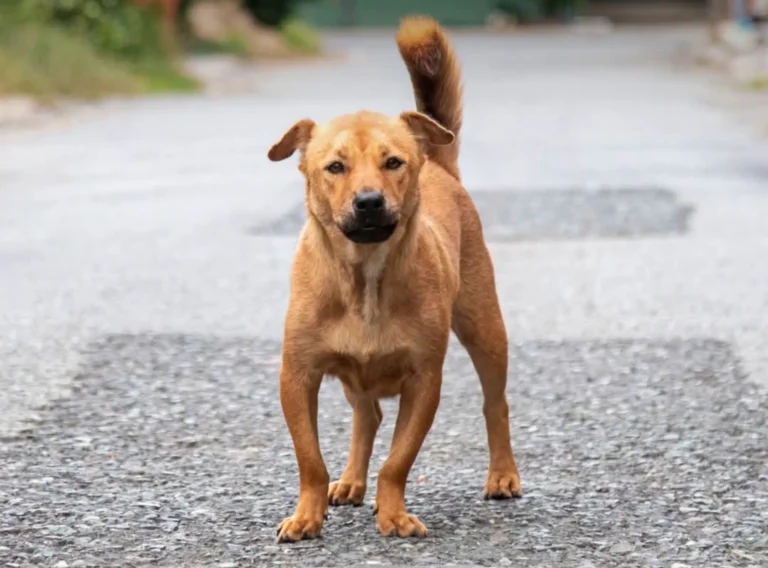 AMENDEMENT chiens errants