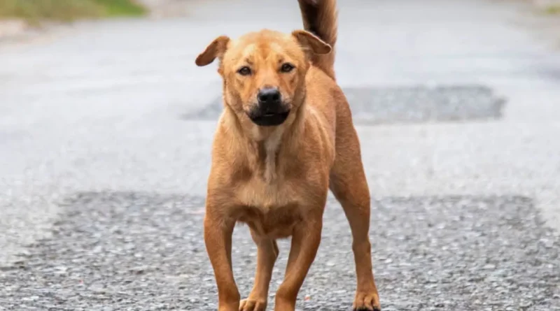 AMENDEMENT chiens errants
