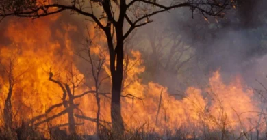 Incendies monde