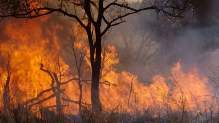 Incendies monde