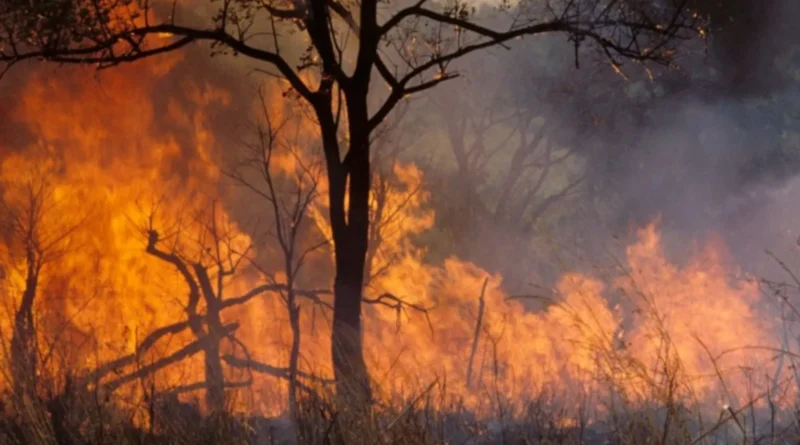 Incendies monde